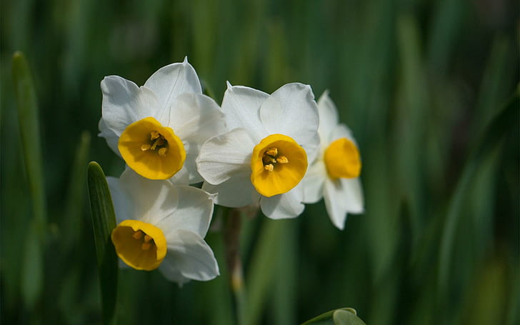 Daffodils Spring Flowers, แดฟโฟดิล, ฤดูใบไม้ผลิ, ดอกไม้, วอลล์เปเปอร์ HD