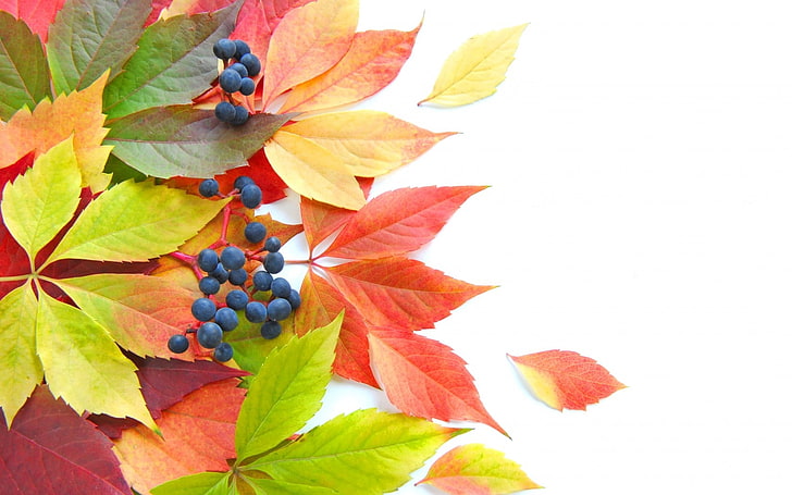 blackberries, leaves, berries, autumn, HD wallpaper