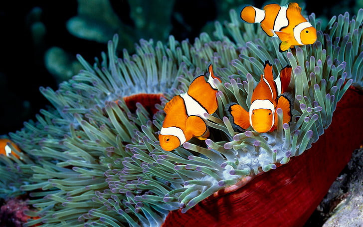animals, Clownfish, Coral, fish, nature, sea, Sea Anemones, HD wallpaper