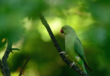 animais, papagaio, pássaros, periquitos, ringneck, verde, profundidade de campo, HD papel de parede HD wallpaper