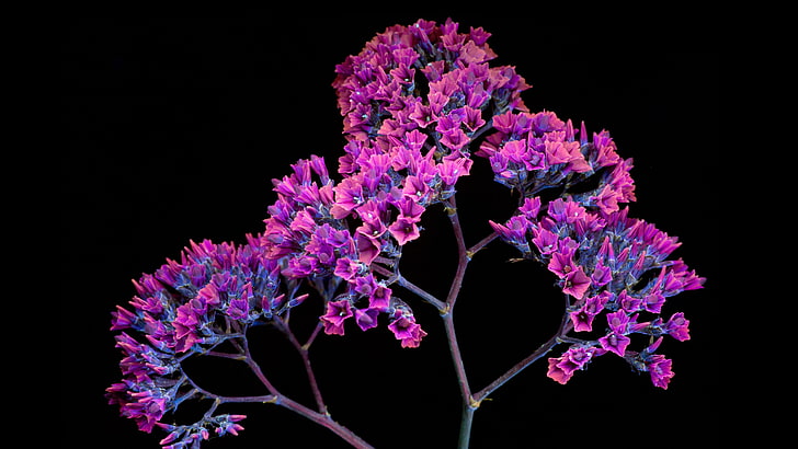 macOS Mojave, черно, лилаво, 5K, цветя минзухар, запас, HD тапет