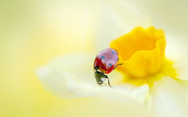 Ladybird on a Yellow Daffodil Flower, ladybird, yellow daffodil, nature, HD wallpaper
