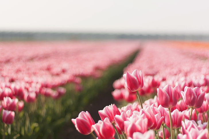 bed of pink tulips, field, summer, flowers, nature, photo, Wallpaper, tulips, picture, HD wallpaper