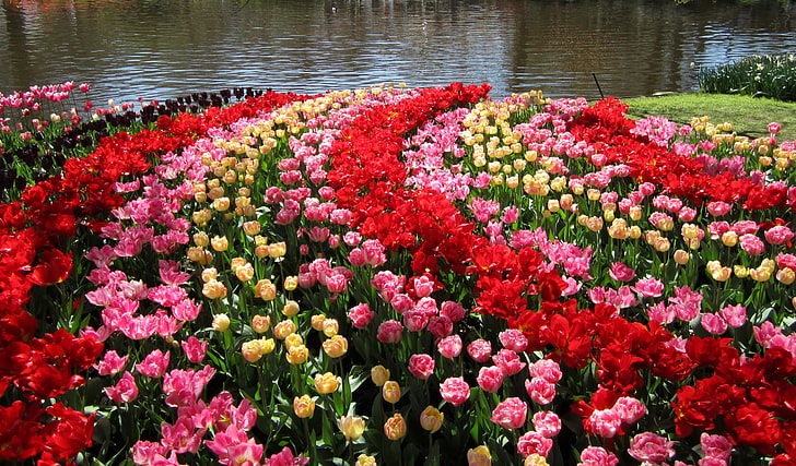 assorted-color flowers, pond, garden, tulips, Netherlands, colorful, Keukenhof Gardens, HD wallpaper