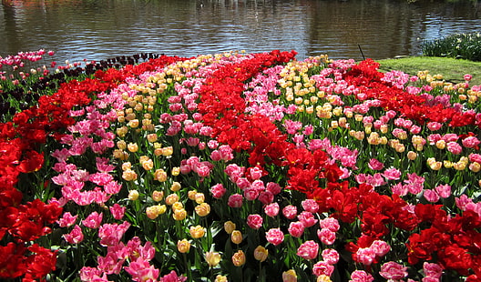 色とりどりの花、池、庭、チューリップ、オランダ、カラフル、キューケンホフ公園、 HDデスクトップの壁紙 HD wallpaper