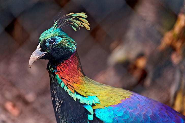 red, black, purple and blue bird, Colorful, red, black, purple, blue bird, bird  bird, colors, rainbow, beautiful, metallic, feathers, himalayan monal, zoo  zürich, switzerland, nikon  d700, bird, multi Colored, animal, feather, nature, peacock, wildlife, blue, beak, red, HD wallpaper