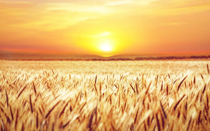 Земля, пшеница, поле, лето, восход, HD обои