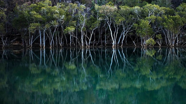 hutan hijau di badan air pada siang hari, refleksi, alam, pohon, air, Taman Nasional Garigal, bakau, Wallpaper HD