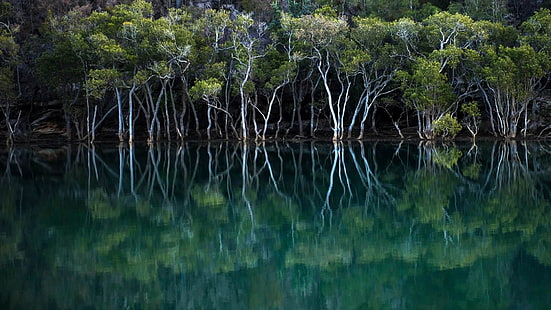 Grüner Wald am Gewässer tagsüber, Reflexion, Natur, Bäume, Wasser, Garigal National Park, Mangroven, HD-Hintergrundbild HD wallpaper