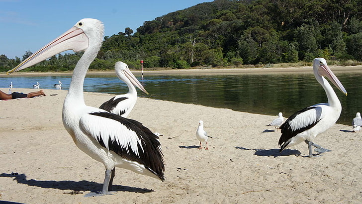 australia, beach, bird, birds, birds of paradise, pelicans, river bank, HD wallpaper