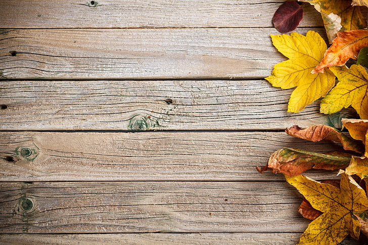 illustration av bruna blad, bakgrund, träd, färgglada, trä, textur, höst, löv, höstlöv, HD tapet