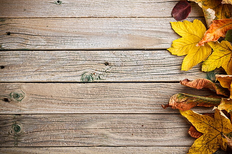 ilustração de folhas marrons, fundo, árvore, colorido, madeira, textura, outono, folhas, folhas de outono, HD papel de parede HD wallpaper
