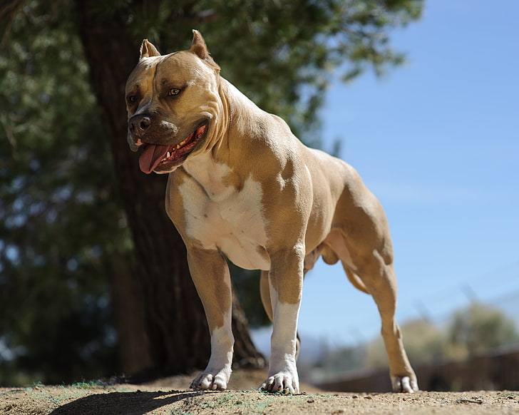 dewasa tan dan putih Amerika bully, anjing, Staffordshire Terrier, pit bull Terrier, Pete, Wallpaper HD