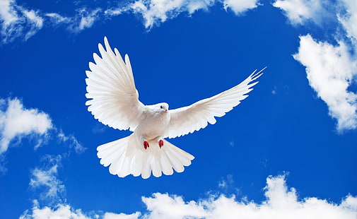 Pomba branca, pombo branco, animais, pássaros, branco, pássaro, pomba, céu azul, pomba branca, HD papel de parede HD wallpaper