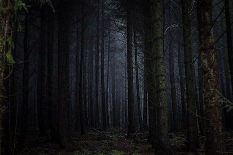 forest, fog, dark, trees, gloomy, HD wallpaper HD wallpaper