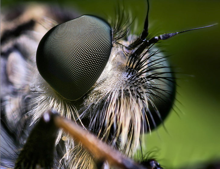 แมลงวันสีดำแมลงผีเสื้อมาโครสัตว์, วอลล์เปเปอร์ HD