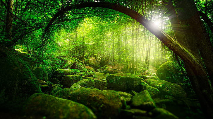 Doğa, orman, orman, ağaçlar, güneş ışığı, yeşil yosun, manzara, manzara, orman, orman, ağaçlar, güneş ışığı, yeşil yosun, HD masaüstü duvar kağıdı