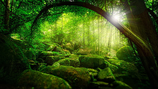 Natur, Wald, Dschungel, Bäume, Sonnenschein, grünes Moos, Landschaft, Landschaft, Wald, Dschungel, Bäume, Sonnenschein, grünes Moos, HD-Hintergrundbild HD wallpaper