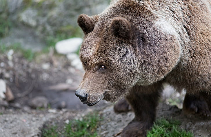 Brown bear muzzle, brown grizzly bear, muzzle, brown, bear, HD wallpaper
