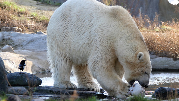 Полярна мечка, полярни мечки, животни, птици, ядене, река, мечки, HD тапет