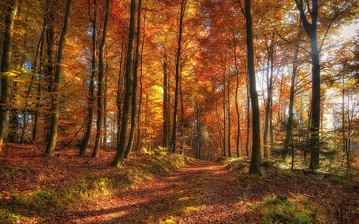 forest trees, nature, forest, trees, HDR, path, dirt road, fall, HD wallpaper
