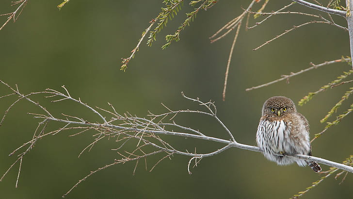 bird, branch, California pygmy owl-the gnome, HD wallpaper