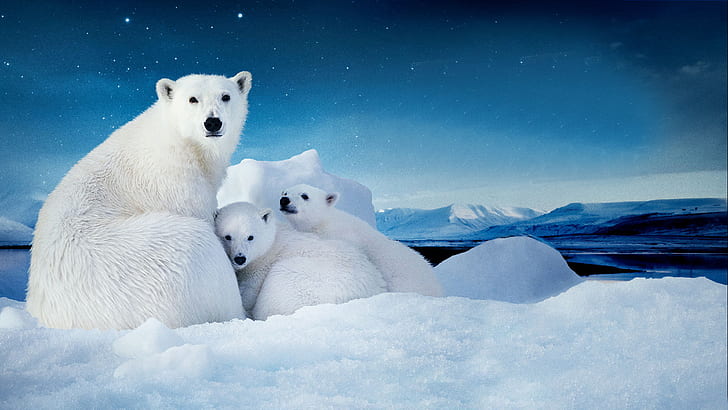 Vit isbjörn med två ungar Liten skrivbordsunderlägg Ladda ner gratis 3840 × 2160, HD tapet