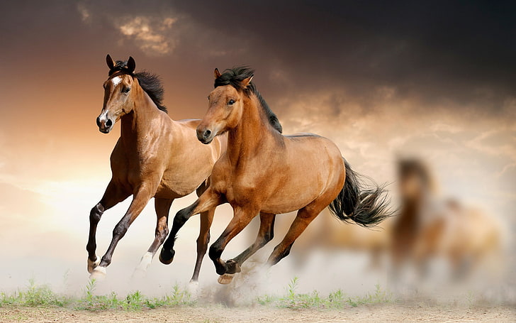 two brown horses, horse, animals, HD wallpaper