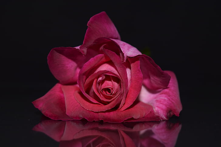 5K, 4K, petali, rosa rossa, sfondo scuro, Sfondo HD