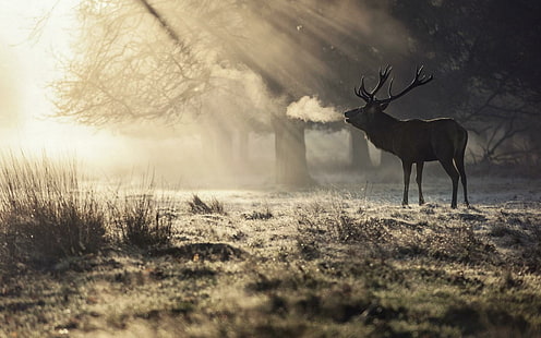 Nature Morning Deer, przyroda, poranek, jeleń, Tapety HD HD wallpaper