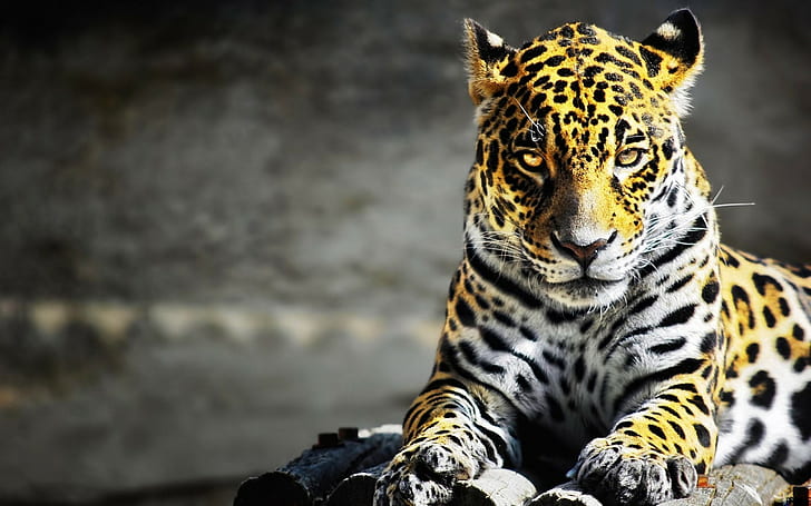 animali, grandi felini, occhi gialli, pelliccia, leopardo, Sfondo HD