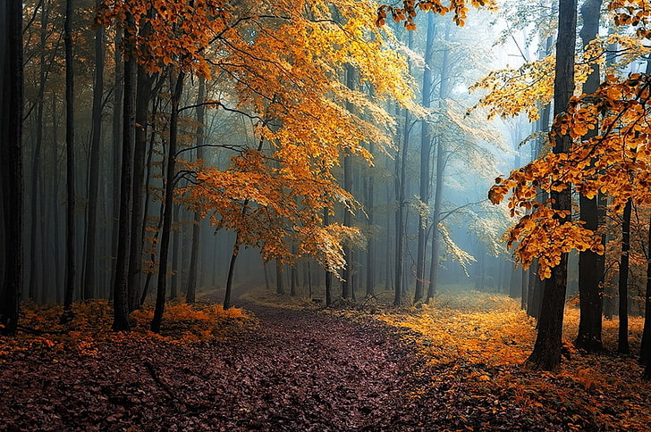albero a foglie gialle, autunno, nebbia, foglie, foresta, strada, alberi, percorso, luce solare, raggi del sole, natura, giallo, arancione, blu, paesaggio, strada sterrata, Sfondo HD