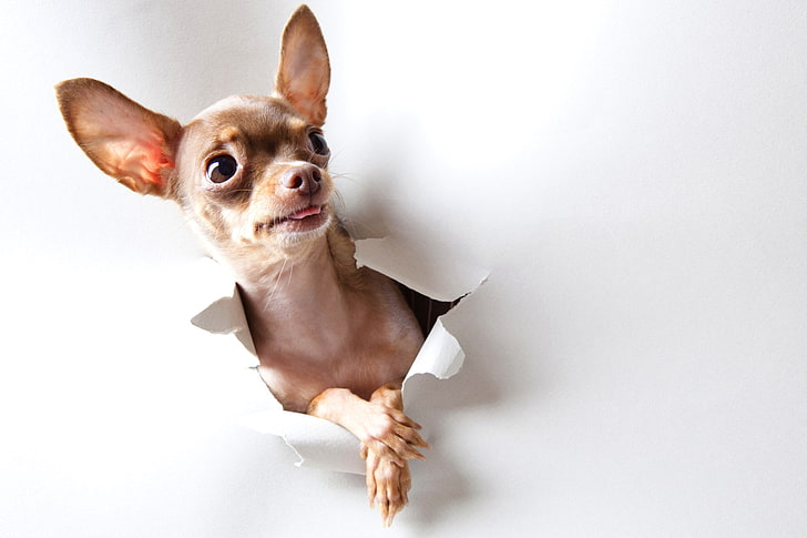 Chihuahua coklat dewasa, mainan terrier, heran, lihat, anjing, kertas, Wallpaper HD
