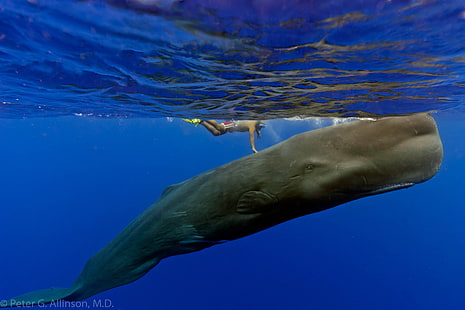 brown whale, underwater, whale, scuba, animals, HD wallpaper HD wallpaper