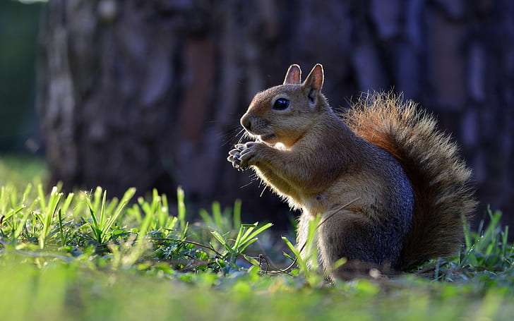 Animals Squirrel Hd Wallpapers For Mobile Phones And Laptops 2560×1600, HD wallpaper