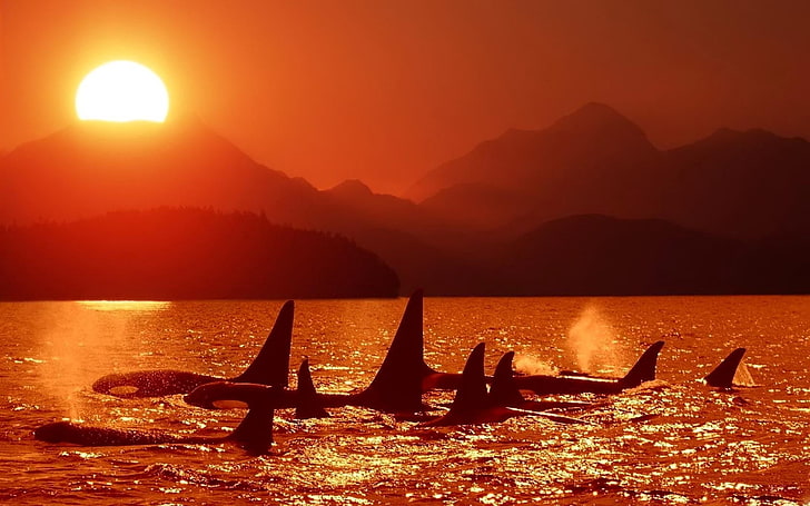 silhouette of whale during golden hour, dolphins, killer whales, sea, sunset, sky, HD wallpaper