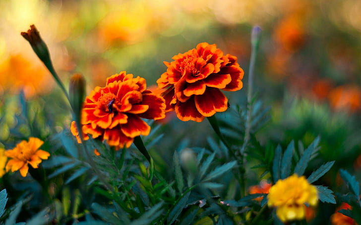 Pasangan Bunga, marigold oranye dan merah, bunga, pasangan, Wallpaper HD