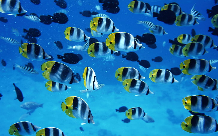 ikan tropis, hewan, kehidupan laut, bawah air, ikan, Wallpaper HD