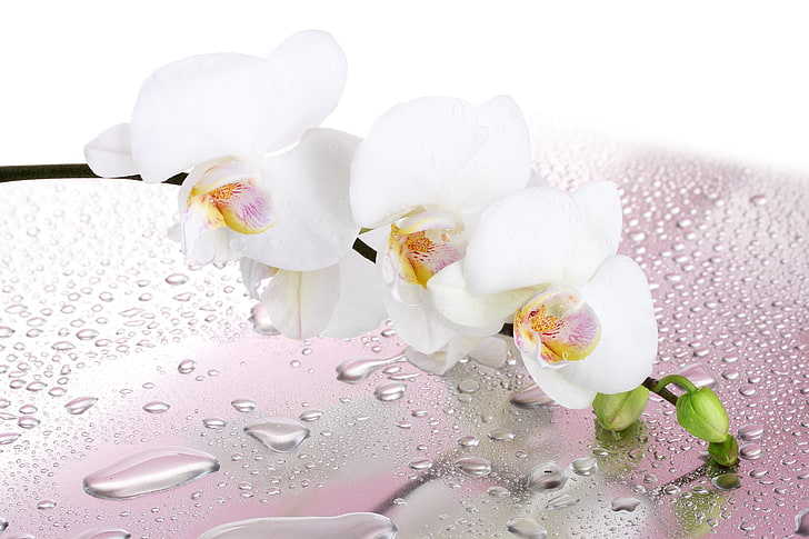 orquídeas de polilla blanca, flor, gotas, ramita, pétalos, agua, blanco, orquídea, Fondo de pantalla HD
