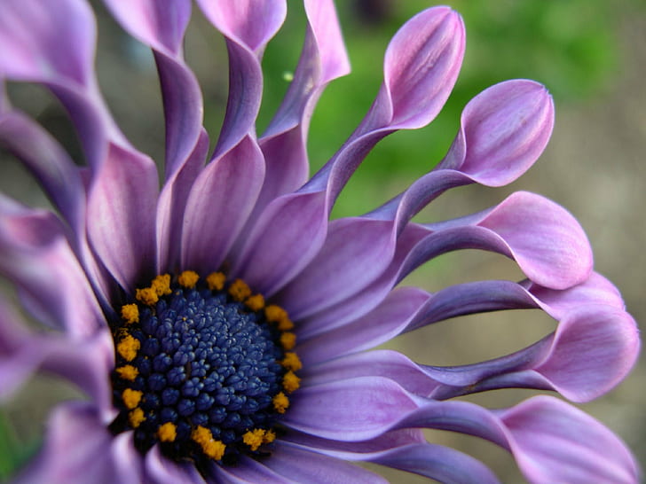 purple petaled flower, osteospermum, osteospermum, Osteospermum, purple, flower, lexington  kentucky, arboretum, african daisy, f25, v5, v10, plant, wow, 10f, beautiful, f50, f75, f100, f150, nature, petal, close-up, flower Head, pink Color, botany, beauty In Nature, macro, HD wallpaper