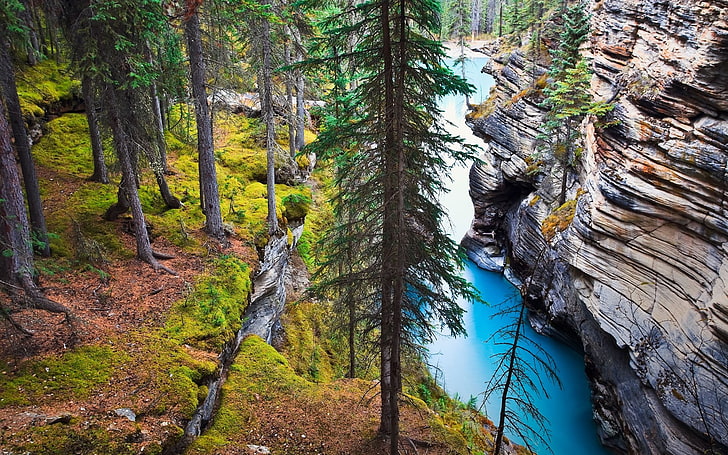 川、自然、風景、川、カナダ、森、草、木、崖、岩、水、浸食、アルバータ州の近くの木の面積写真、 HDデスクトップの壁紙