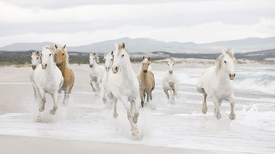 стадо белых и бурых лошадей, бегущая живопись, конь, стадо, вода, пляж, побег, HD обои HD wallpaper
