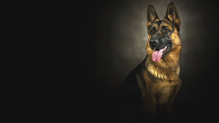 Dogs, German Shepherd, Animal, Dog, Portrait, HD wallpaper