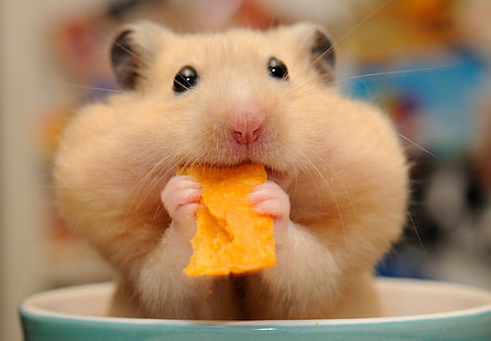 brown hamster, hamster, muzzle, lunch, rodent, chips, cheeks, HD wallpaper HD wallpaper