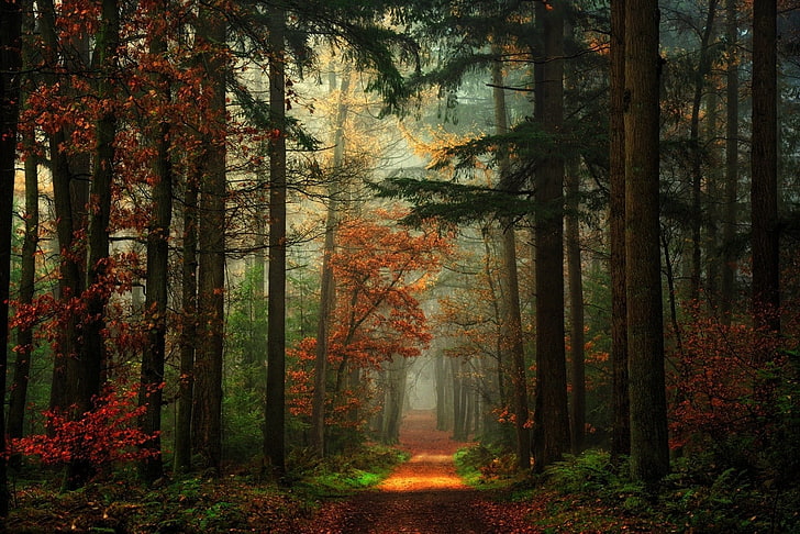 illustration de la forêt, arbres à feuilles rouges et verts, chemin d'accès, forêt, automne, lumières, brouillard, rouge, vert, paysage, arbres, Fond d'écran HD