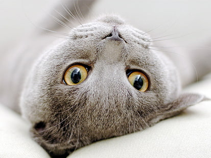 Scottish Fold Cat Rozciągnięty, szkocki zwisłouchy kot, uroczy, czerwone oczy, Tapety HD HD wallpaper