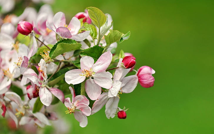 Beautiful Apple Blossoms, nature, apple trees, flowers, blossoms, nature and landscapes, HD wallpaper