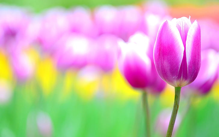 Bunga merah muda, tulip, blur, Merah muda, Bunga, tulip, Blur, Wallpaper HD