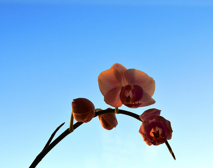 Easy, pink moth orchid flower, Nature, Flowers, Orchid, blue sky, HD wallpaper