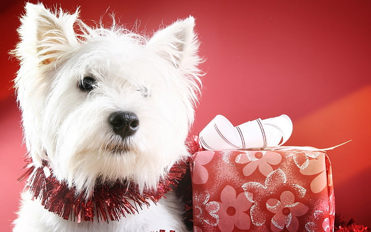 dewasa West Highland terrier putih, anjing, moncong, kotak, Wallpaper HD
